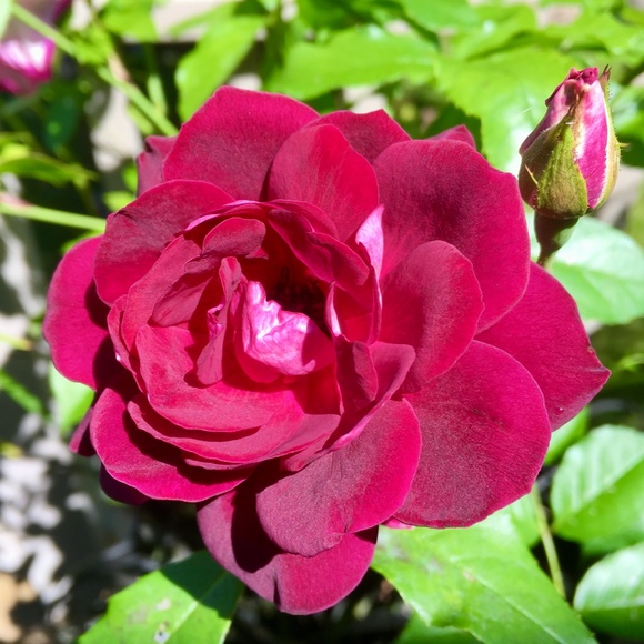 Meet your Posher, Matilda - Picture 6 of 6